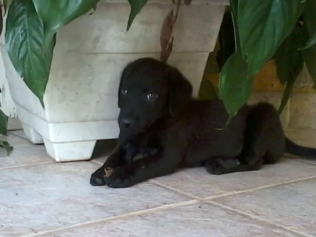 Cachorro raça SRD idade 2 a 6 meses nome SuperGemeos