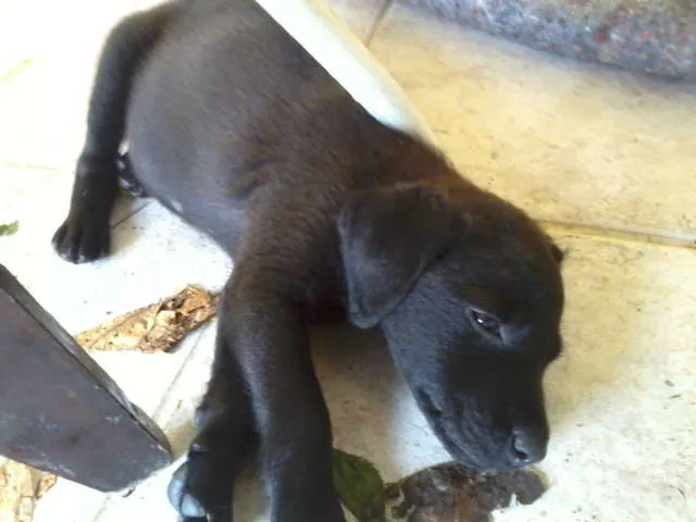 Cachorro raça SRD idade 2 a 6 meses nome SuperGemeos