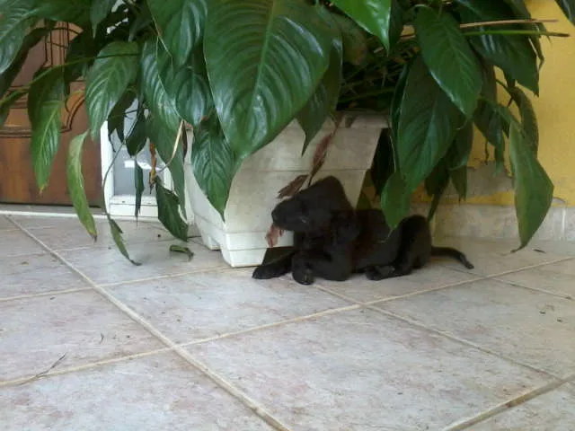 Cachorro raça SRD idade 2 a 6 meses nome SuperGemeos