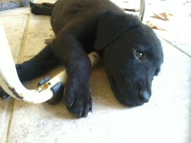 Cachorro raça SRD idade 2 a 6 meses nome SuperGemeos