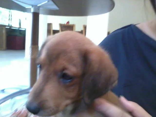 Cachorro raça SRD idade 2 a 6 meses nome Dudu