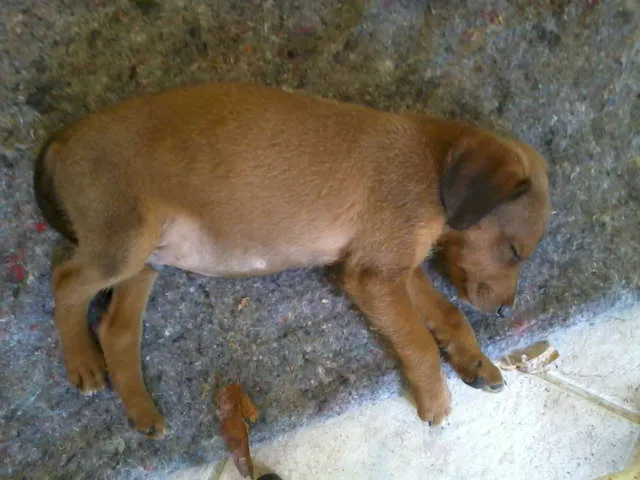 Cachorro raça SRD idade 2 a 6 meses nome Dudu