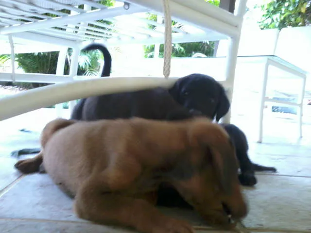 Cachorro raça SRD idade 2 a 6 meses nome Dudu