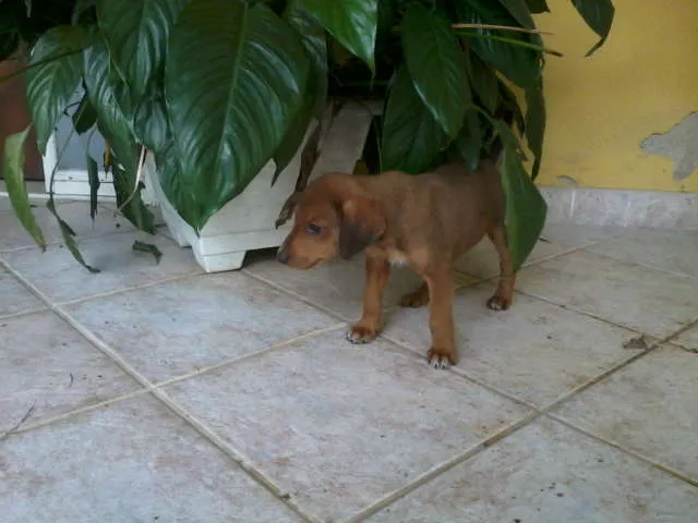 Cachorro raça SRD idade 2 a 6 meses nome Dudu