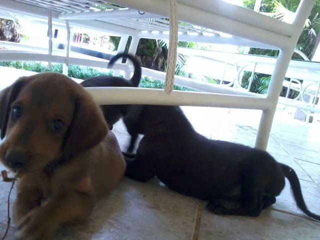 Cachorro raça SRD idade 2 a 6 meses nome Dudu