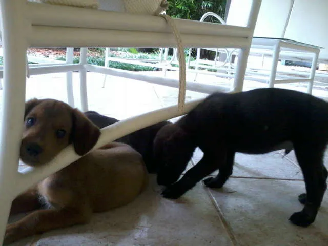 Cachorro raça SRD idade 2 a 6 meses nome Dudu