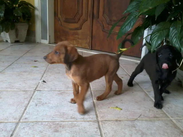 Cachorro raça SRD idade 2 a 6 meses nome Dudu