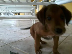 Cachorro raça SRD idade 2 a 6 meses nome Dudu