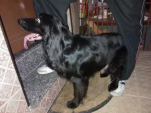 Cachorro raça COCKER idade 2 anos nome THOMÉ