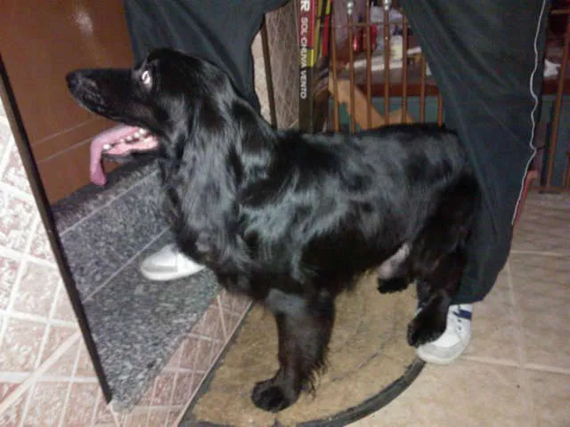 Cachorro ra a COCKER idade 2 anos nome THOMÉ