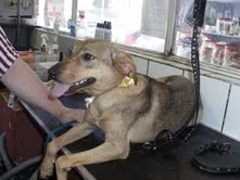 Cachorro raça SRD idade 7 a 11 meses nome DALILA
