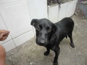 Cachorro raça Vira-Lata idade 2 a 6 meses nome Eric