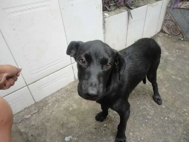 Cachorro ra a Vira-Lata idade 2 a 6 meses nome Eric