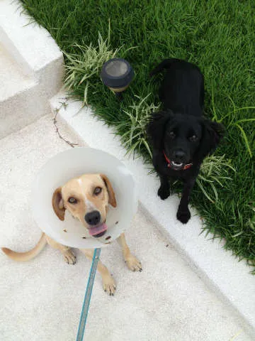 Cachorro raça SRD idade 1 ano nome Brad e Joli