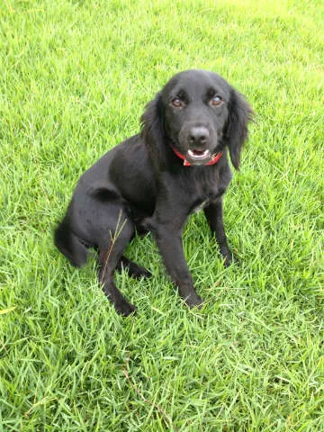 Cachorro raça SRD idade 1 ano nome Brad e Joli