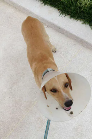 Cachorro raça SRD idade 1 ano nome Brad e Joli