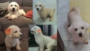 Cachorro raça Bichon Frize idade 4 anos nome TATI GRATIFICA