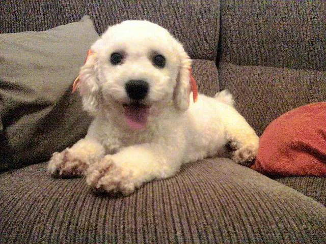 Cachorro ra a Bichon Frize idade 4 anos nome TATI GRATIFICA