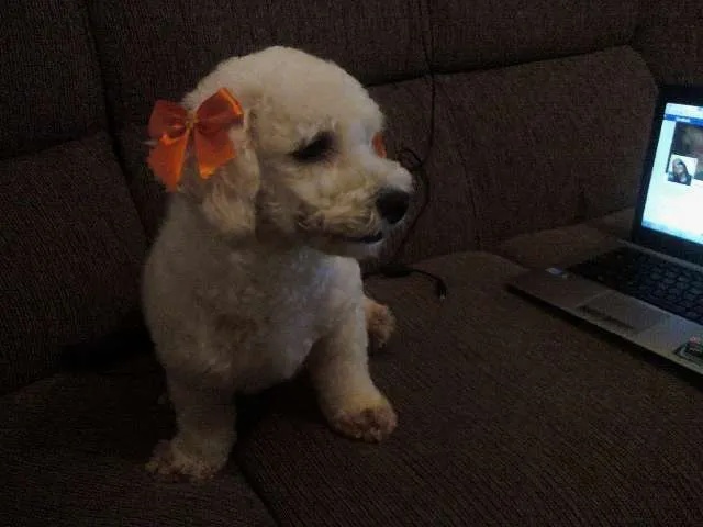 Cachorro ra a Bichon Frize idade 4 anos nome TATI GRATIFICA