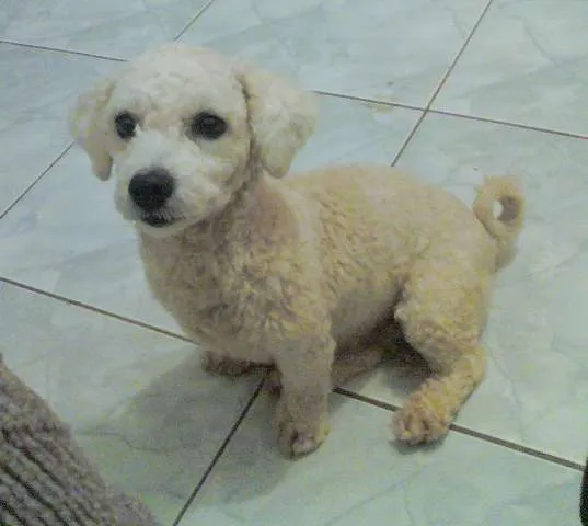 Cachorro ra a Bichon Frize idade 4 anos nome TATI GRATIFICA