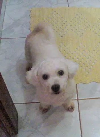 Cachorro ra a Bichon Frize idade 4 anos nome TATI GRATIFICA