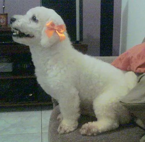 Cachorro ra a Bichon Frize idade 4 anos nome TATI GRATIFICA