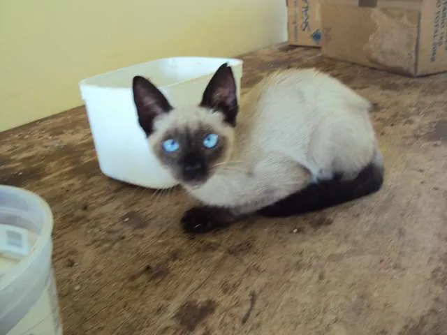 Gato ra a  idade 2 a 6 meses nome rajada e  siames