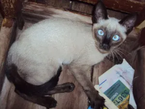Gato raça  idade 2 a 6 meses nome rajada e  siames
