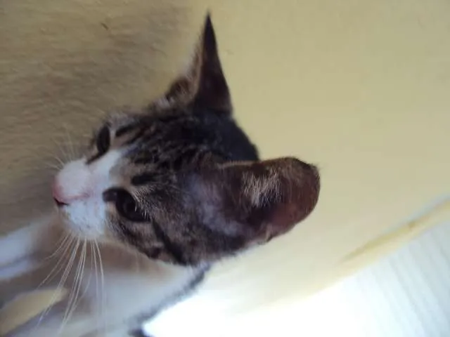 Gato ra a  idade 2 a 6 meses nome rajada e  siames