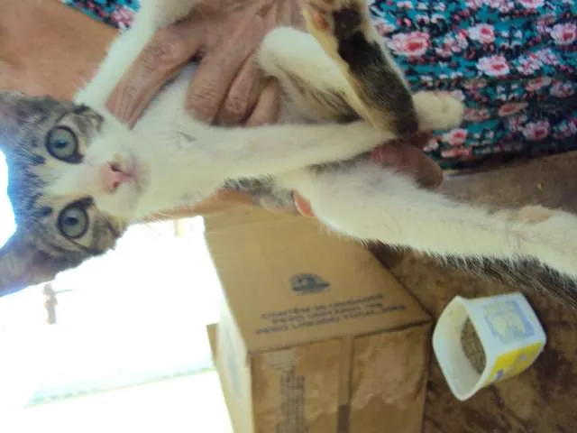 Gato ra a  idade 2 a 6 meses nome rajada e  siames