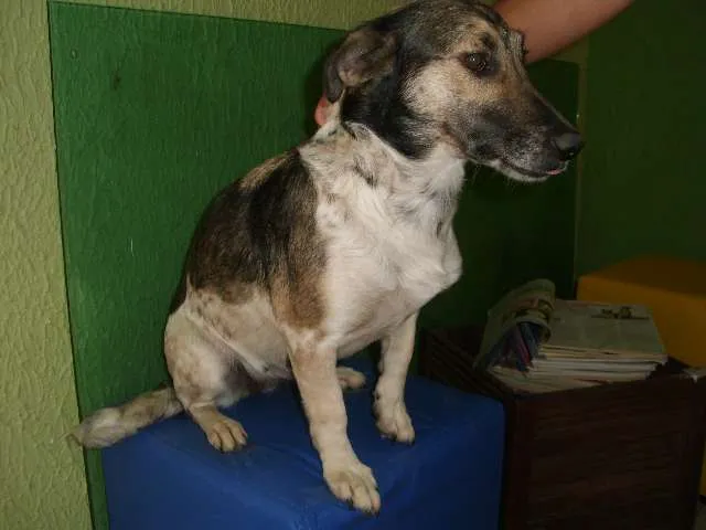 Cachorro ra a SRD idade 3 anos nome catarina