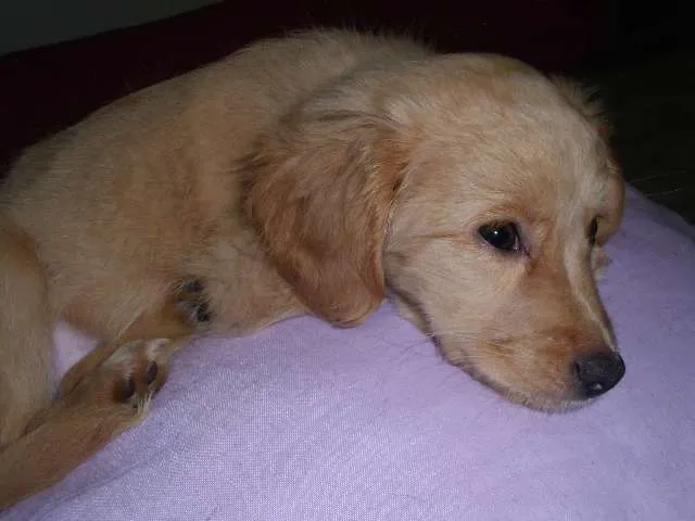 Cachorro ra a SRD idade 2 a 6 meses nome loirinha