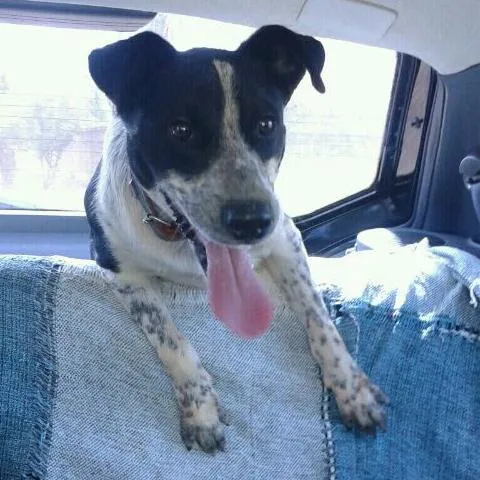 Cachorro ra a SRD idade 7 a 11 meses nome Tobias
