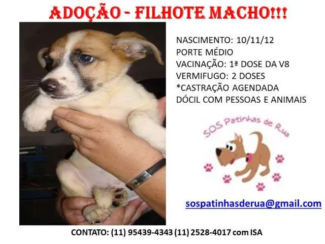 Cachorro ra a srd idade 2 a 6 meses nome filhote