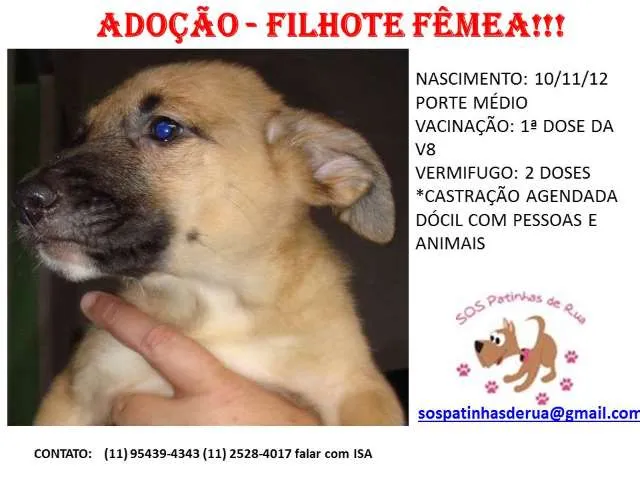 Cachorro ra a SRD idade 2 a 6 meses nome FILHOTE