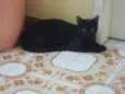Myah