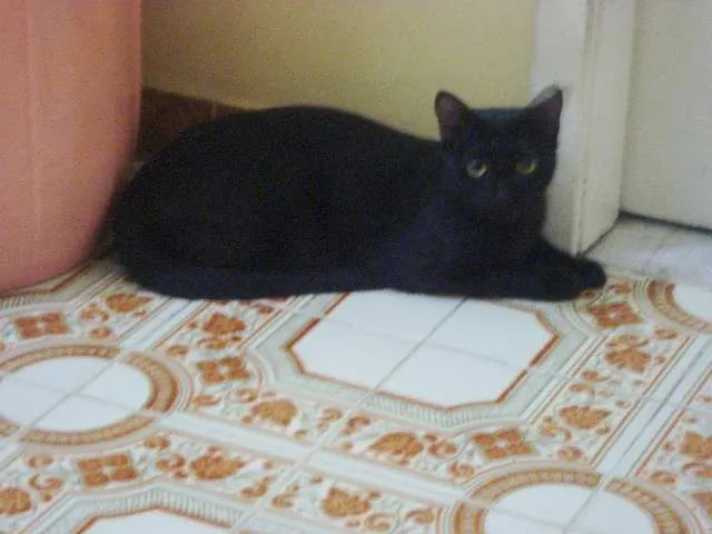 Gato ra a SRD idade 1 ano nome Myah