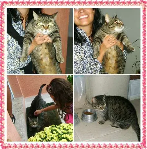 Gato ra a SRD idade 6 ou mais anos nome Bisteca