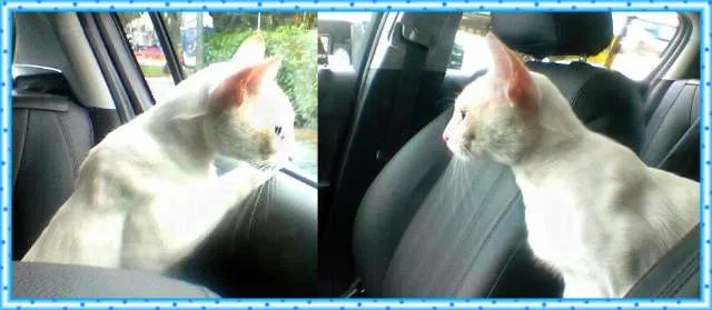 Gato ra a SRD idade 4 anos nome Snow