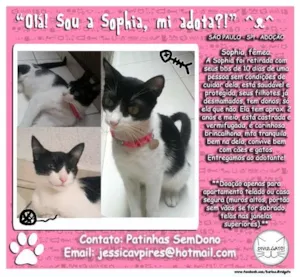 Gato raça SRD idade 2 anos nome Sophia