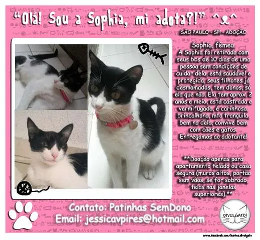 Gato ra a SRD idade 2 anos nome Sophia