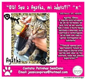 Gato raça SRD idade 2 anos nome Agatha