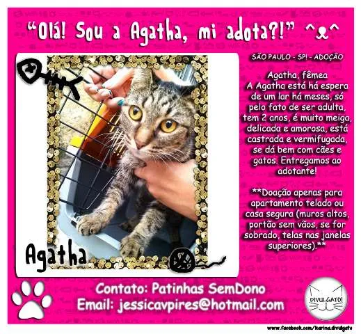 Gato ra a SRD idade 2 anos nome Agatha