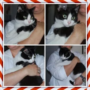 Gato raça SRD idade 3 anos nome Frajolão