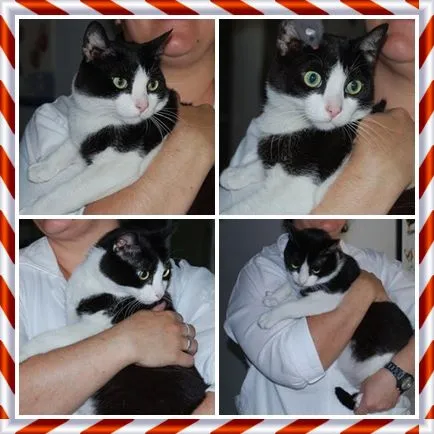 Gato ra a SRD idade 3 anos nome Frajolão
