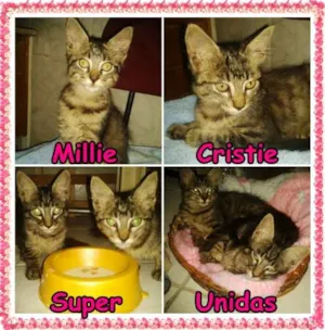 Gato raça SRD idade 2 a 6 meses nome Millie & Cristie