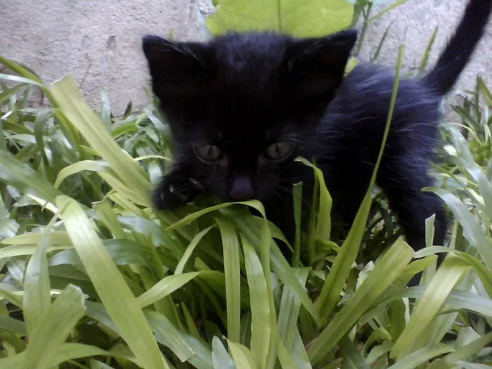 Gato ra a SRD idade 2 a 6 meses nome Fofinha