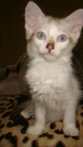 Gato raça mestiça siamês idade 2 a 6 meses nome Charlize