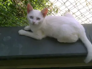 Gato raça SRD idade 2 a 6 meses nome CHANNEL