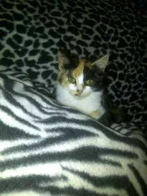 Gato raça SRD idade 2 a 6 meses nome donatella